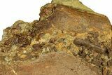 Fossil Dinosaur Bones and Tendons in Sandstone - Wyoming #301886-1